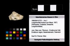 Foto (Objekt + Etikett) von Longodromites excisus (von Meyer, 1857)  (NHMW-GEO-1990-0041-2733)
